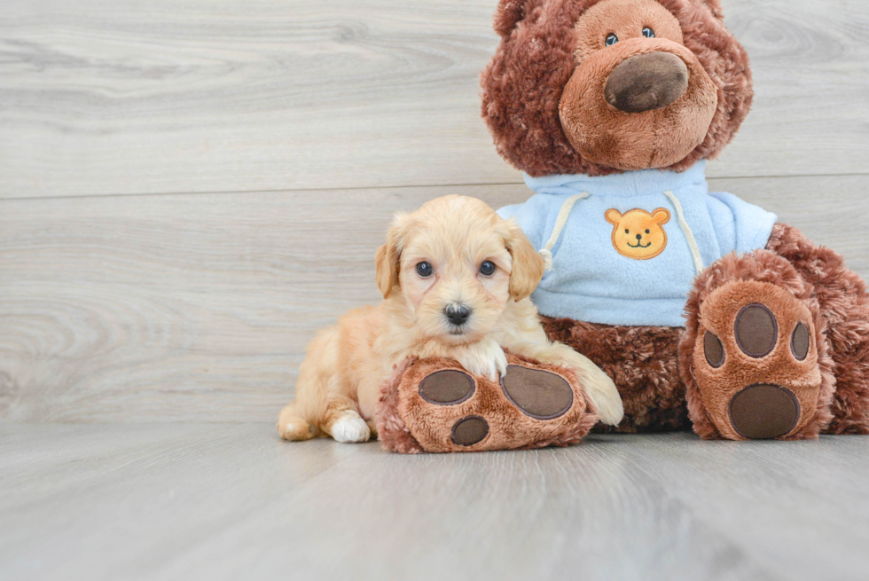 Funny Maltipoo Poodle Mix Pup