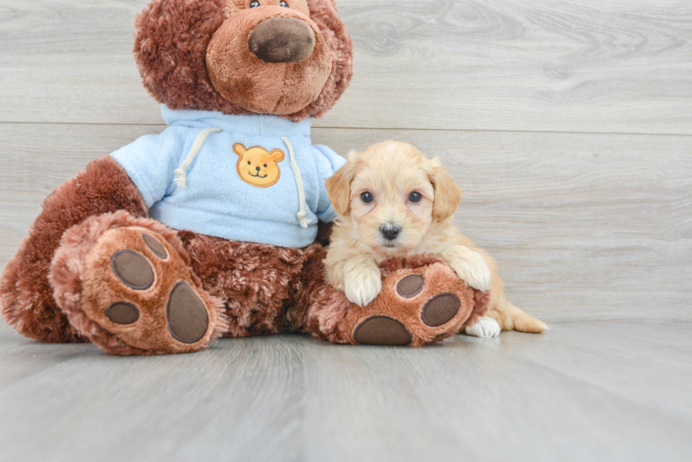 Smart Maltipoo Poodle Mix Pup