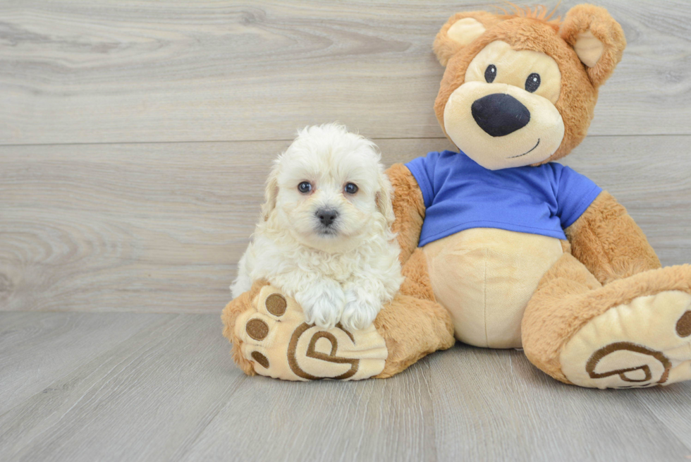 Fluffy Maltipoo Poodle Mix Pup