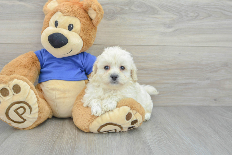 Maltipoo Pup Being Cute