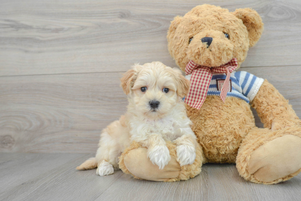 Maltipoo Puppy for Adoption