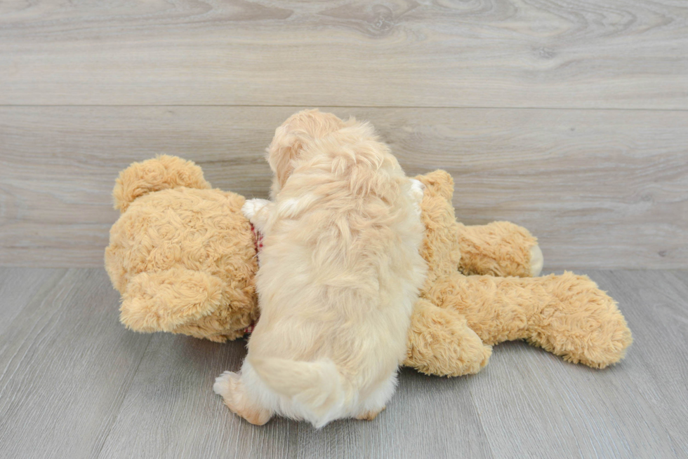 Maltipoo Pup Being Cute