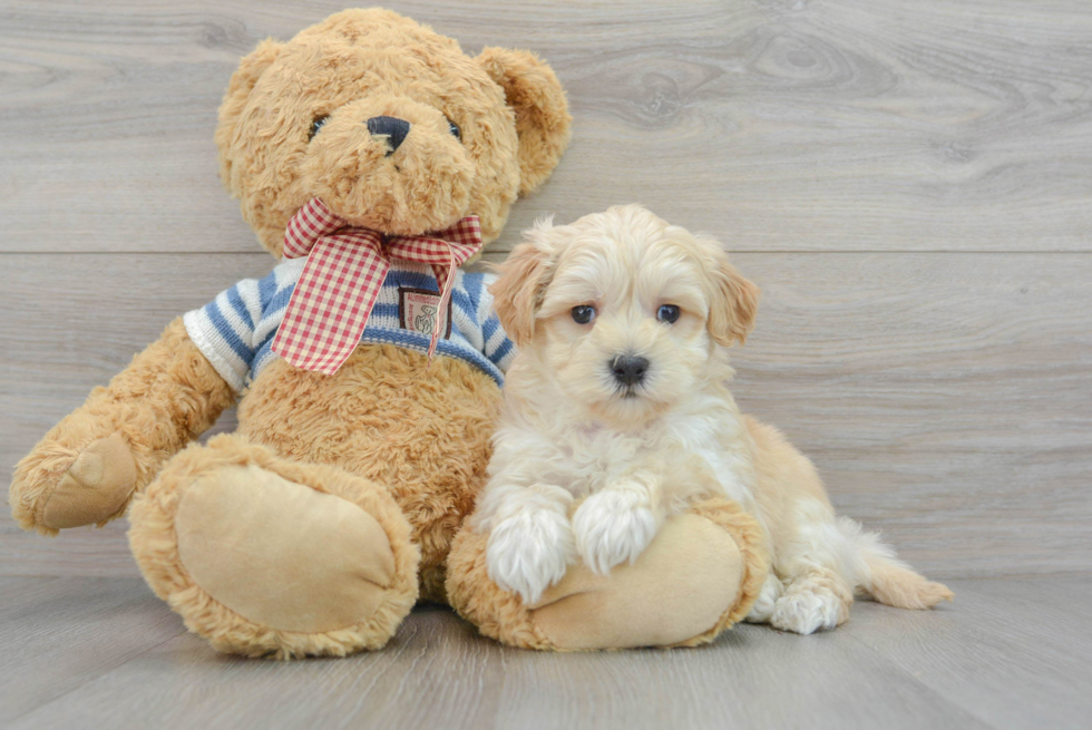 Popular Maltipoo Poodle Mix Pup