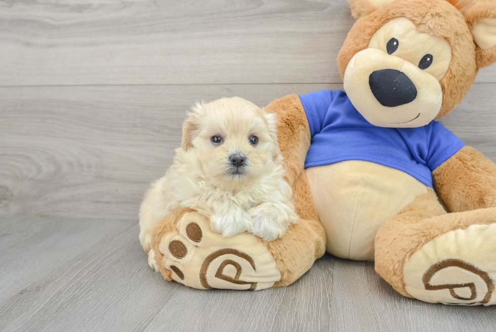 Best Maltipoo Baby