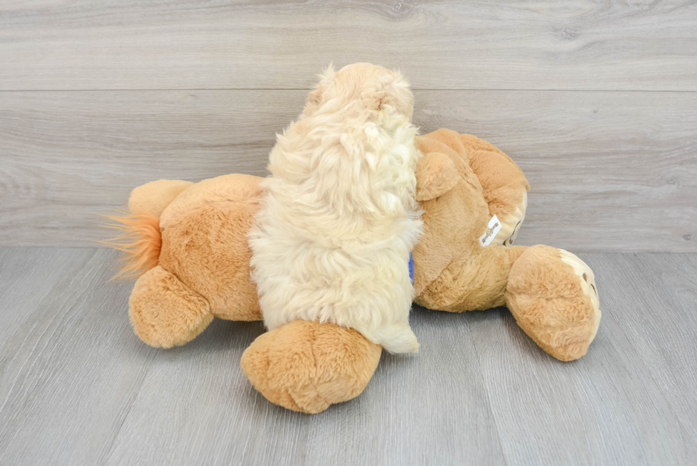 Playful Maltepoo Poodle Mix Puppy