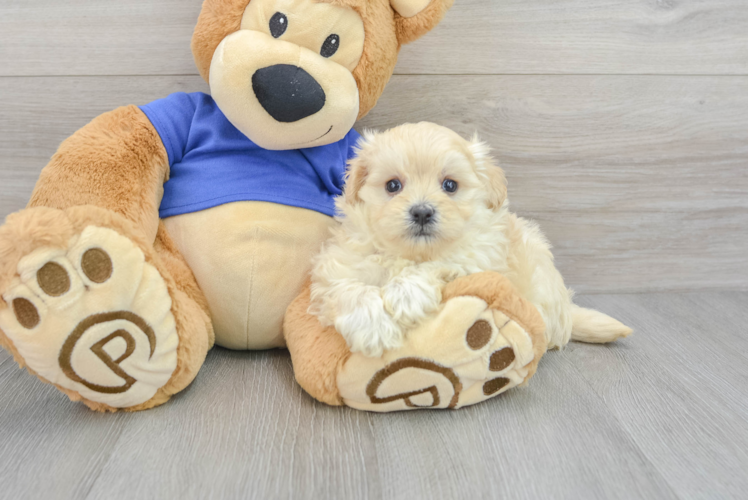 Friendly Maltipoo Baby
