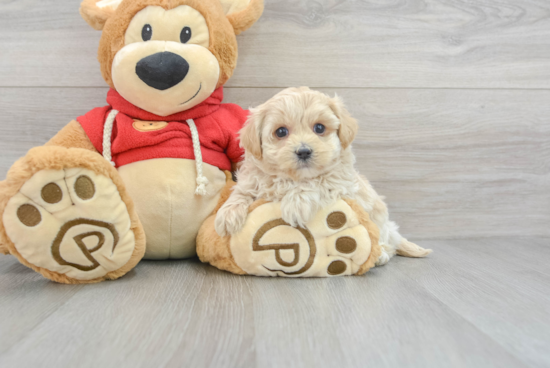 Adorable Maltese Poodle Poodle Mix Puppy