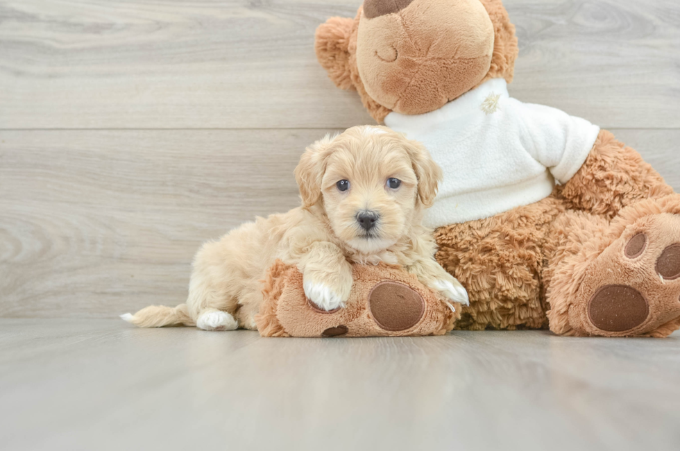 6 week old Maltipoo Puppy For Sale - Premier Pups