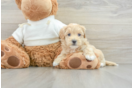 Friendly Maltipoo Baby