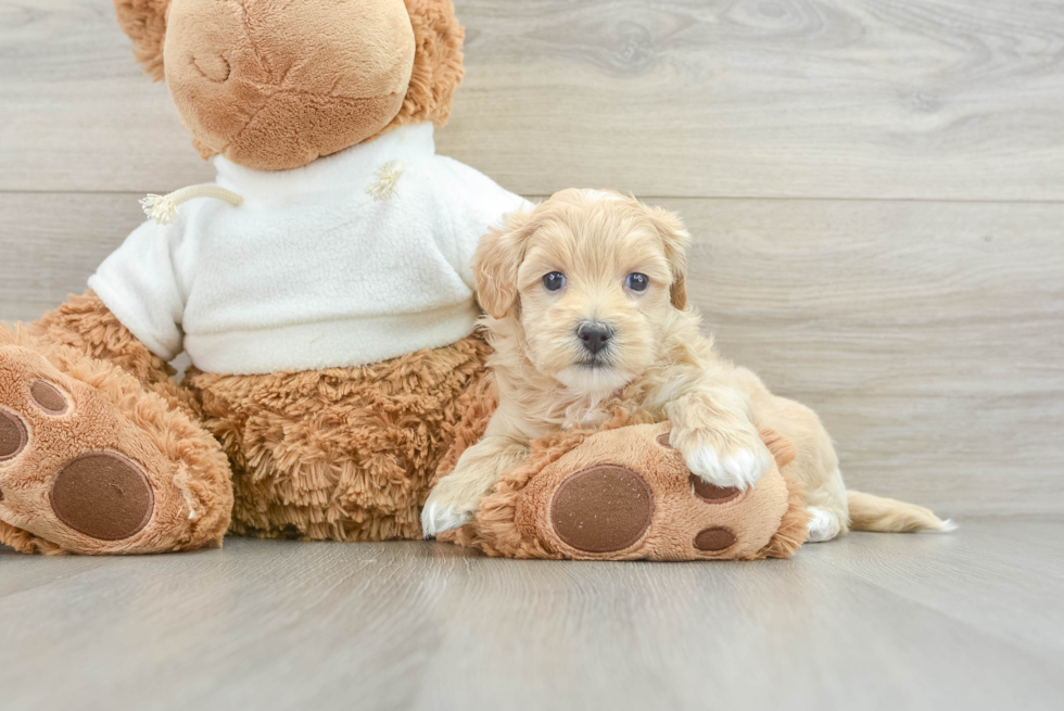 Friendly Maltipoo Baby