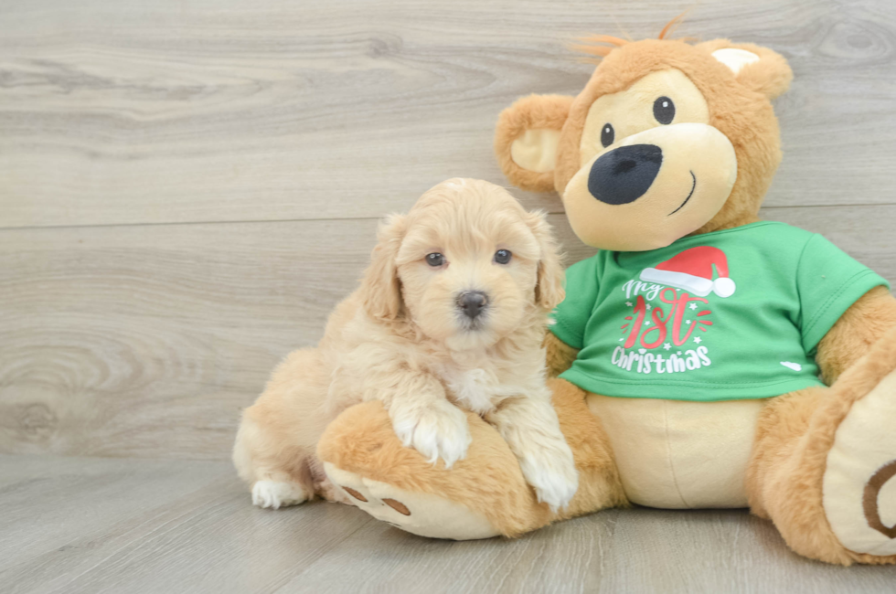 5 week old Maltipoo Puppy For Sale - Premier Pups