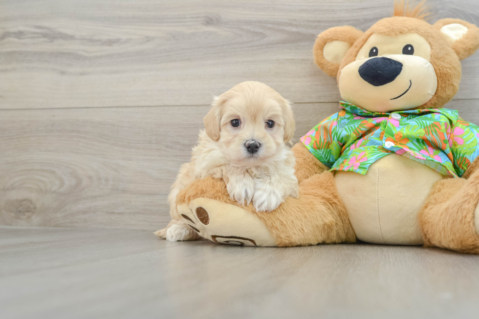 Happy Maltipoo Baby