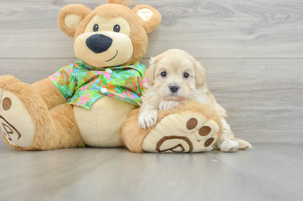 6 week old Maltipoo Puppy For Sale - Premier Pups