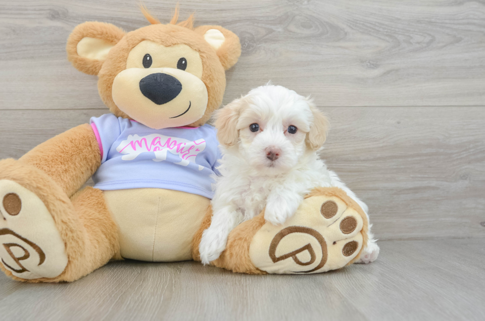 5 week old Maltipoo Puppy For Sale - Premier Pups