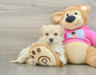 9 week old Maltipoo Puppy For Sale - Premier Pups