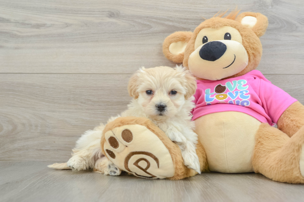 5 week old Maltipoo Puppy For Sale - Premier Pups