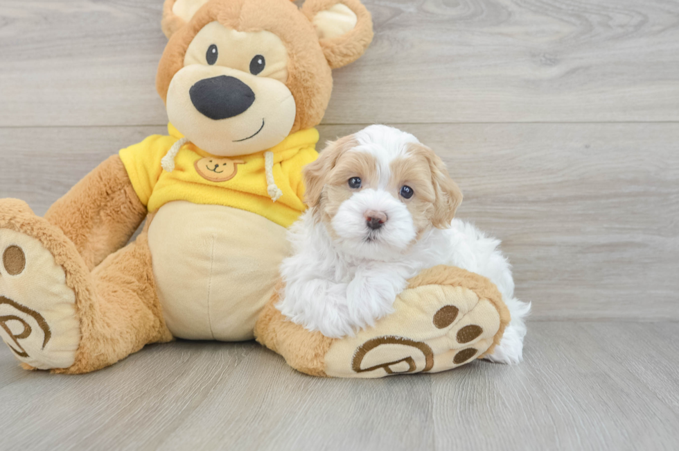 5 week old Maltipoo Puppy For Sale - Premier Pups