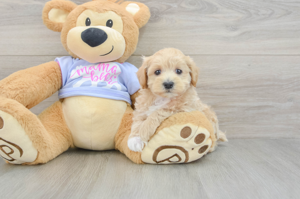 6 week old Maltipoo Puppy For Sale - Premier Pups