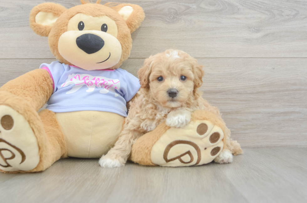 5 week old Maltipoo Puppy For Sale - Premier Pups
