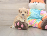 6 week old Maltipoo Puppy For Sale - Premier Pups
