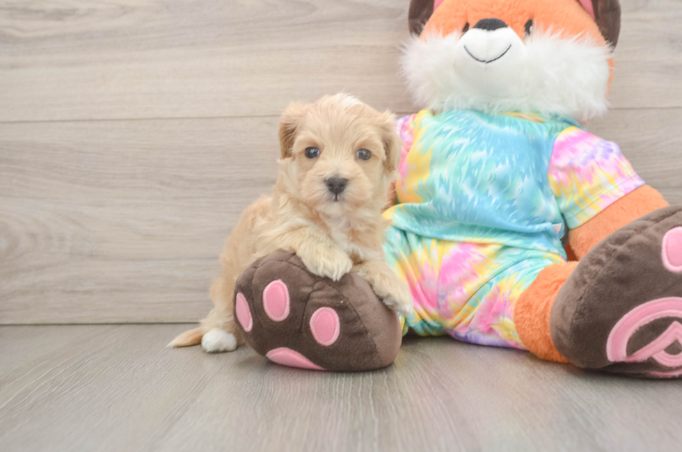 5 week old Maltipoo Puppy For Sale - Premier Pups