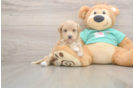 Maltipoo Pup Being Cute