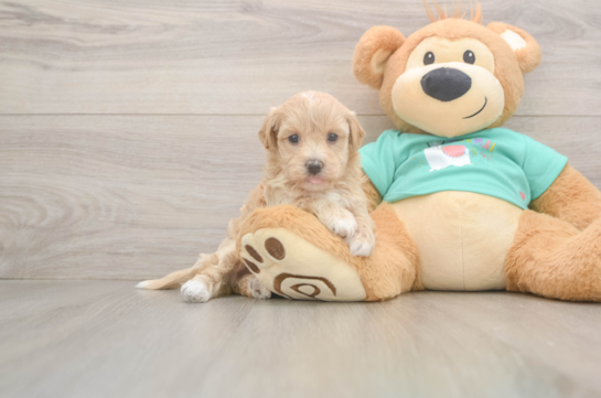 Maltipoo Pup Being Cute