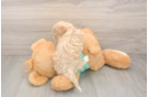 Playful Maltepoo Poodle Mix Puppy