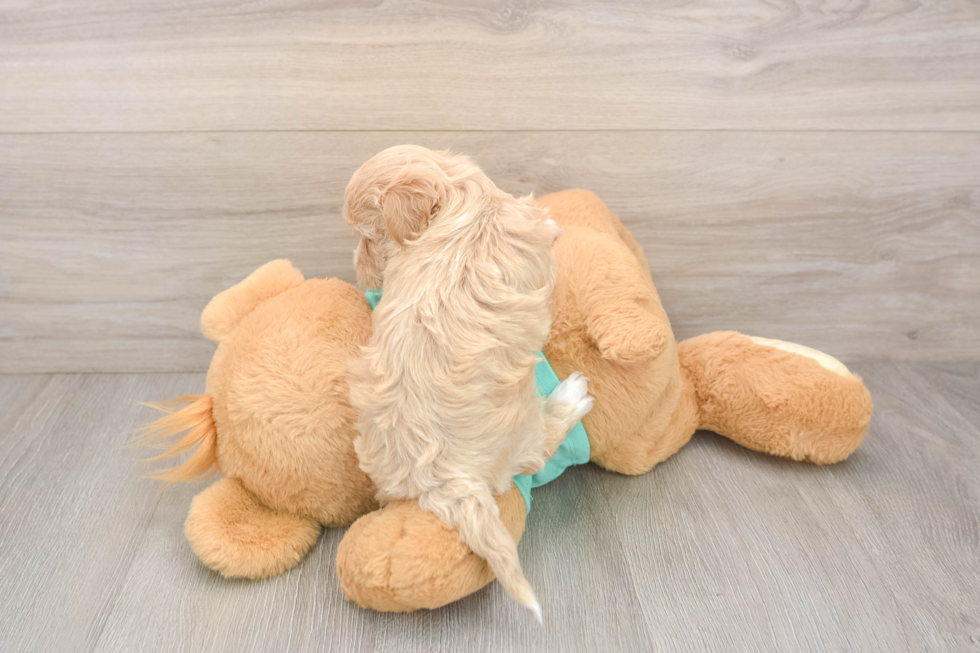 Playful Maltepoo Poodle Mix Puppy