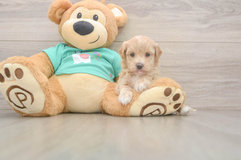 Maltipoo Puppy for Adoption