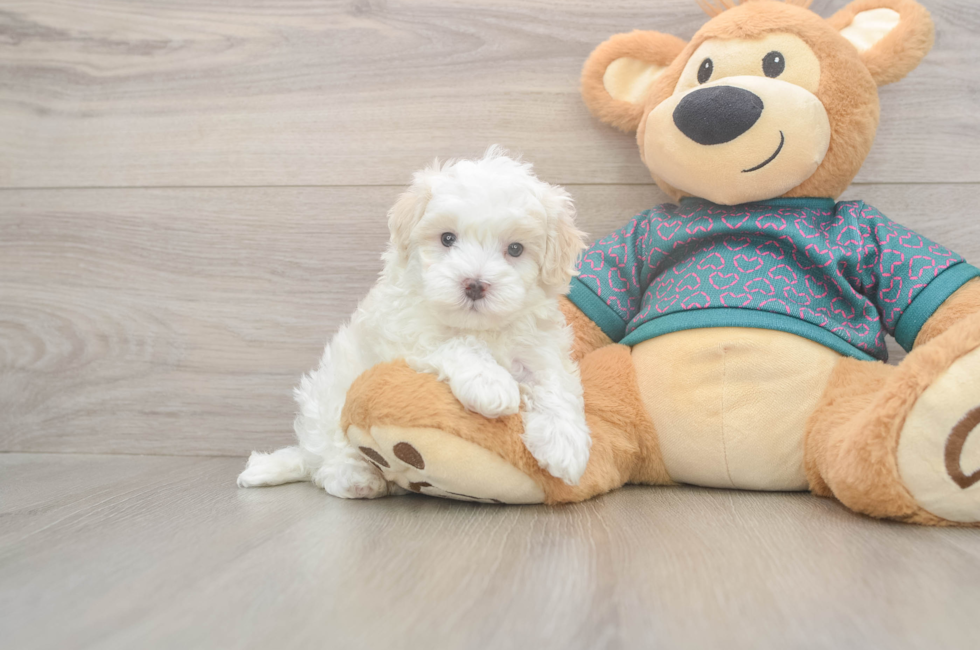 5 week old Maltipoo Puppy For Sale - Premier Pups