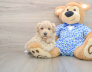 8 week old Maltipoo Puppy For Sale - Premier Pups