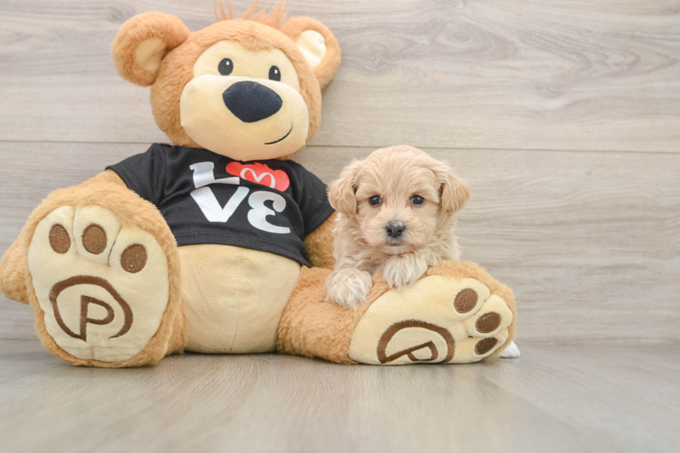 Best Maltipoo Baby
