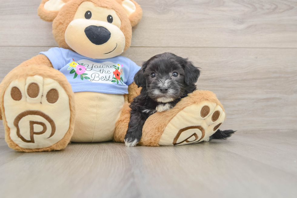 Maltipoo Pup Being Cute