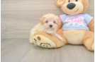 Maltipoo Puppy for Adoption