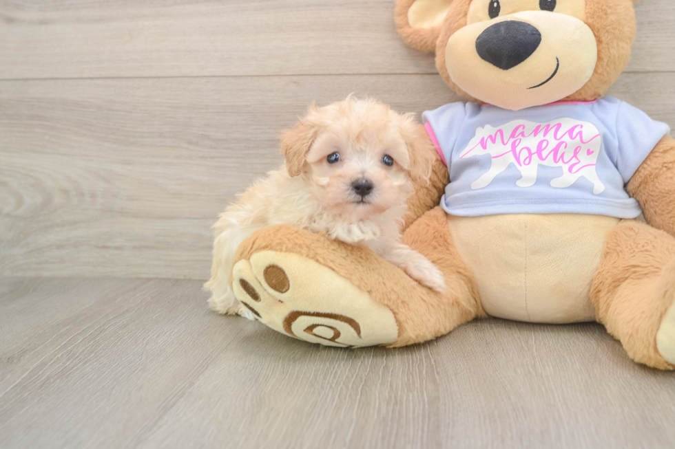 Maltipoo Puppy for Adoption