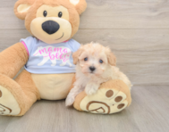 8 week old Maltipoo Puppy For Sale - Premier Pups