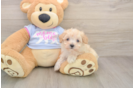 Energetic Moodle Poodle Mix Puppy