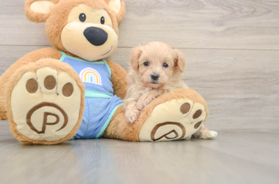 Best Maltipoo Baby