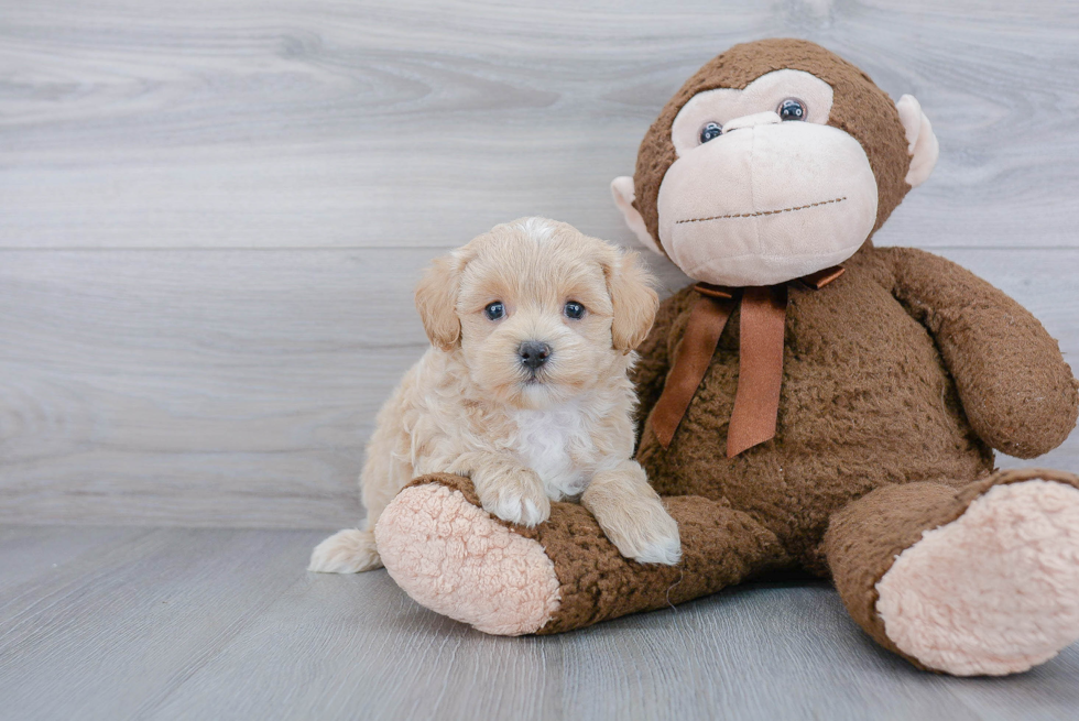 Smart Maltipoo Poodle Mix Pup