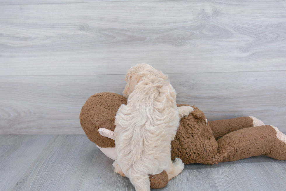 Funny Maltipoo Poodle Mix Pup