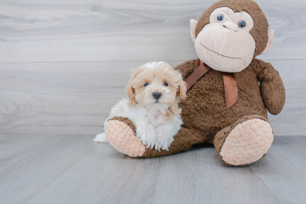 Playful Maltepoo Poodle Mix Puppy