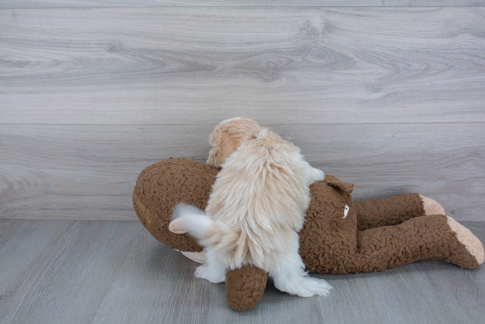 Friendly Maltipoo Baby