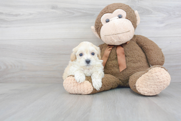 Best Maltipoo Baby