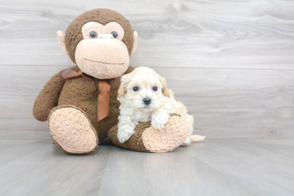 Friendly Maltipoo Baby