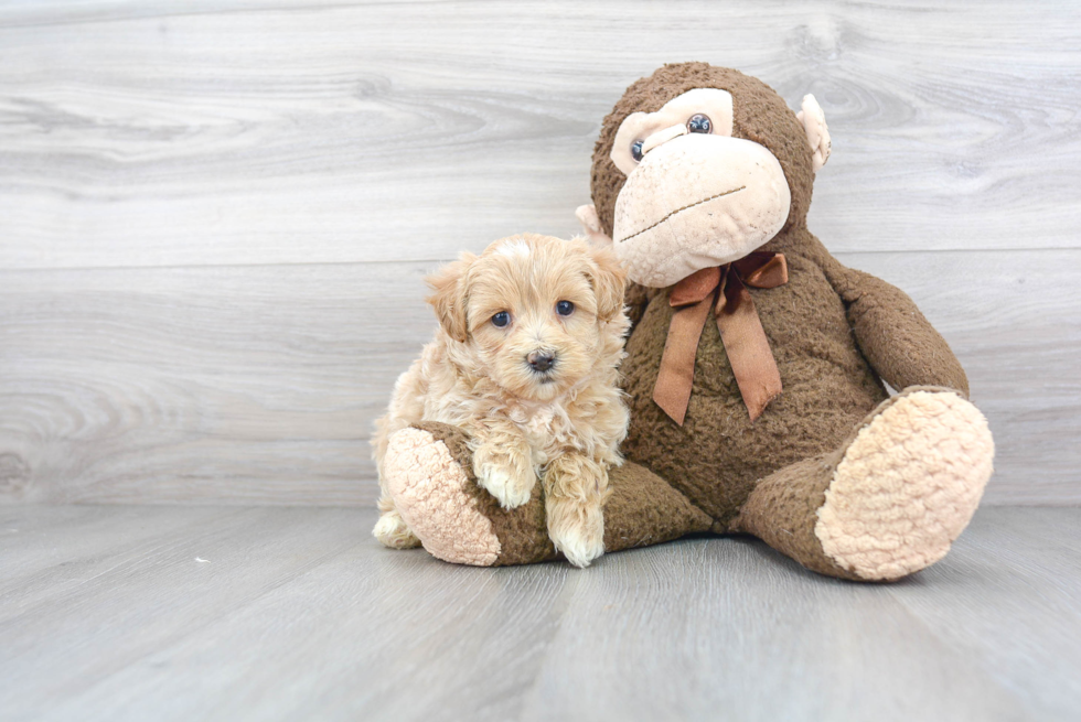 Happy Maltipoo Baby