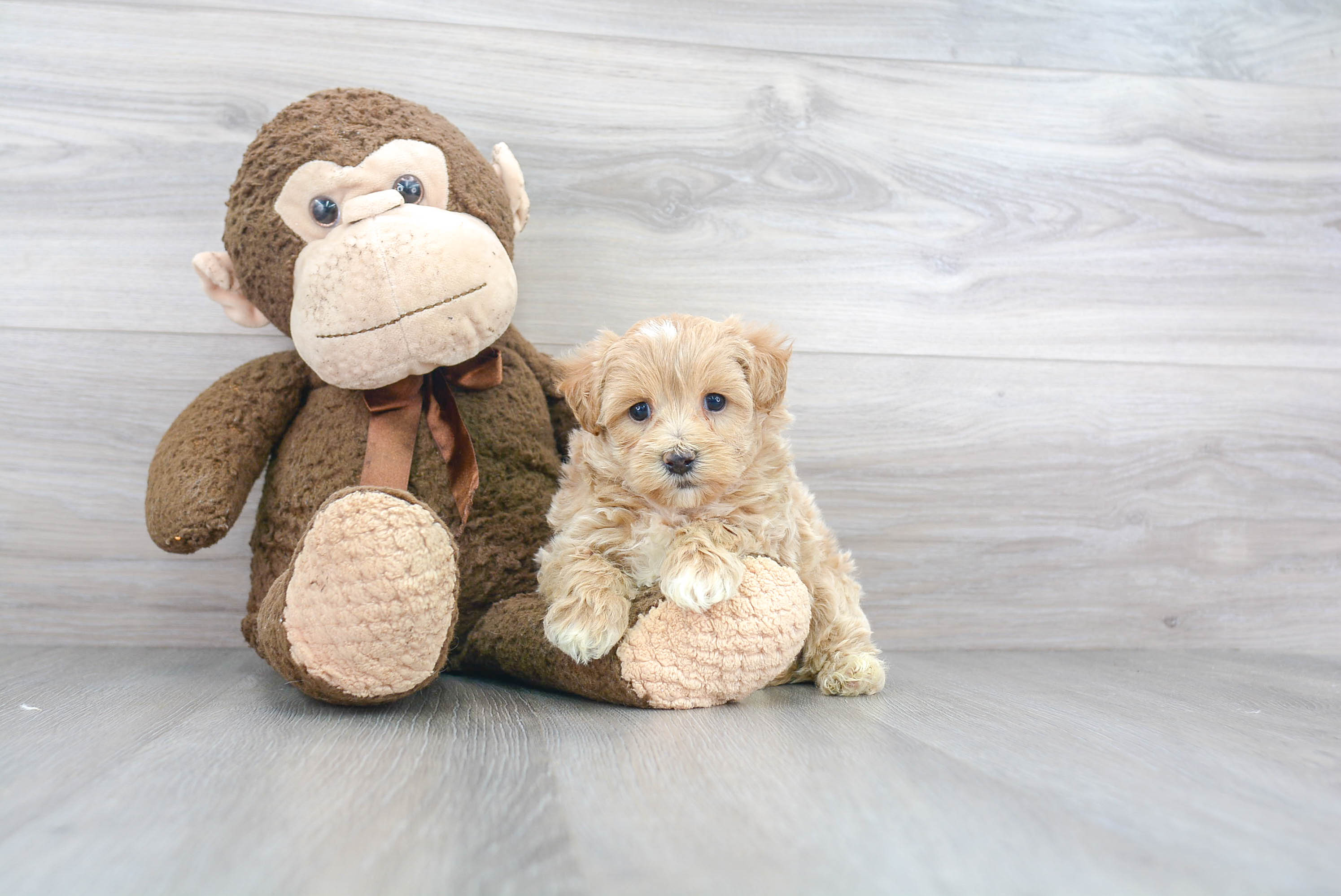 Hypoallergenic Maltepoo Poodle Mix Puppy