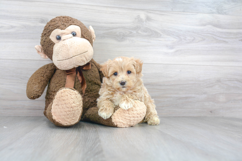 Hypoallergenic Maltepoo Poodle Mix Puppy