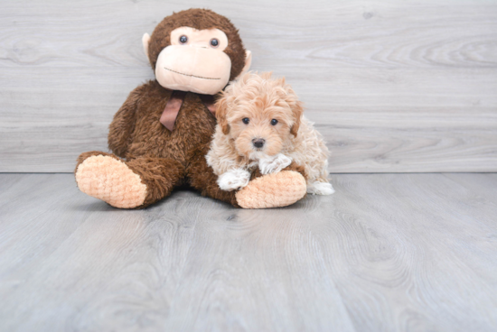 Maltipoo Puppy for Adoption