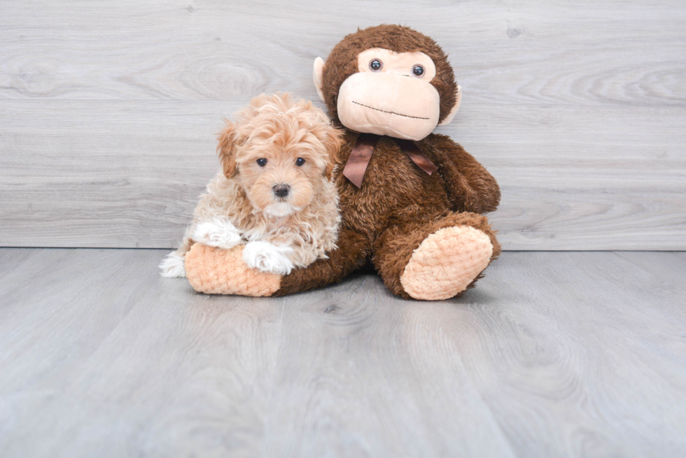 Friendly Maltipoo Baby